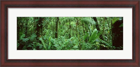 Framed Monteverde Cloud Forest Reserve, Costa Rica Print