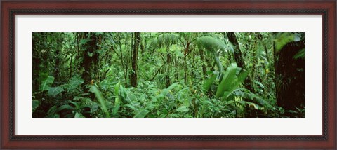 Framed Monteverde Cloud Forest Reserve, Costa Rica Print