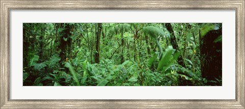 Framed Monteverde Cloud Forest Reserve, Costa Rica Print