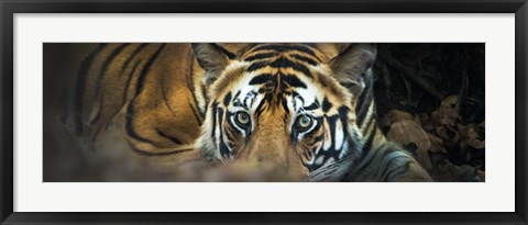 Framed Bengal Tiger, India Print