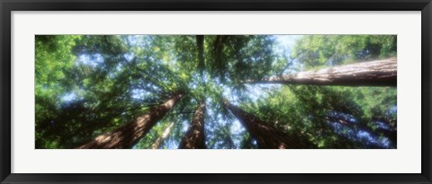 Framed Muir Woods, Redwoods, CA Print