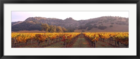 Framed Stag&#39;s Leap Wine Cellars, Napa Valley, CA Print