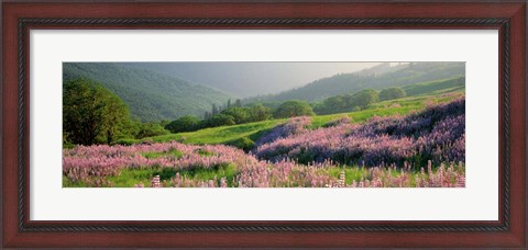 Framed Yellowstone National Park in Spring, WY Print