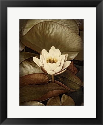 Framed Lily Pad Single Print