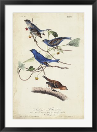 Framed Indigo Bunting Print