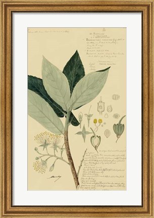Framed Descubes Foliage &amp; Fruit III Print