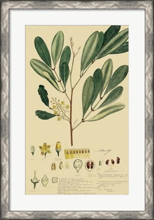 Framed Descubes Foliage &amp; Fruit IV Print