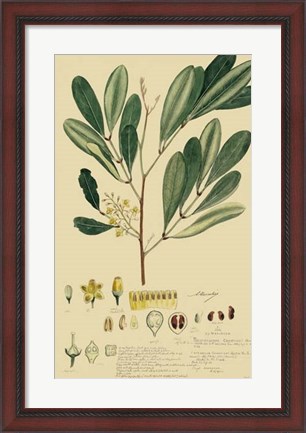 Framed Descubes Foliage &amp; Fruit IV Print