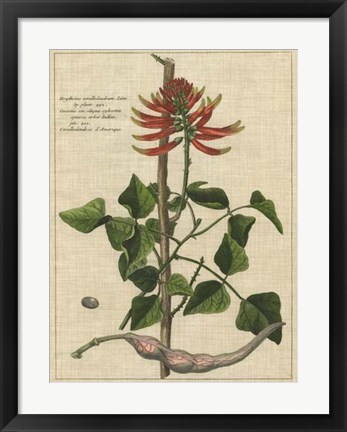 Framed Botanical Study on Linen IV Print