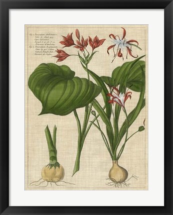 Framed Botanical Study on Linen V Print