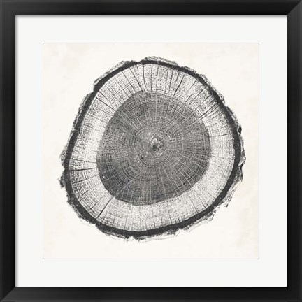 Framed Tree Ring II Print