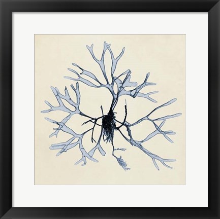 Framed Coastal Seaweed II Print