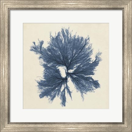 Framed Coastal Seaweed V Print