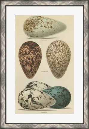 Framed Antique Bird Egg Study I Print