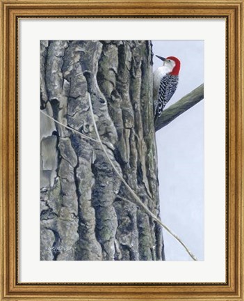 Framed Red Bellied Woodpecker II Print