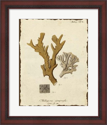 Framed Natura Coral I Print