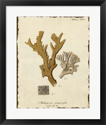 Framed Natura Coral I Print
