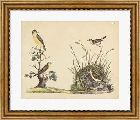 Framed Wrens, Warblers &amp; Nests II Print