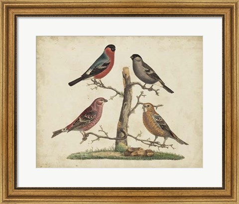 Framed Bull Finches Print