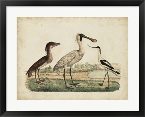 Framed Avocet &amp; Boat-Billed Heron Print