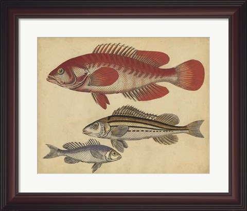 Framed Species of Fish II Print