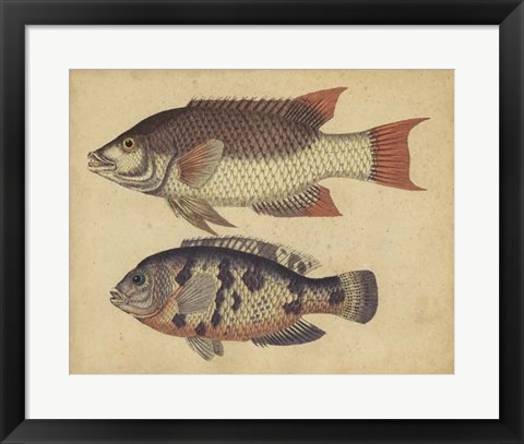Framed Species of Fish IV Print