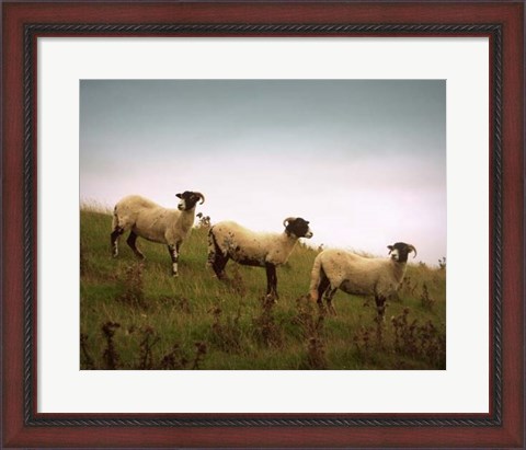 Framed Wooly Friends I Print