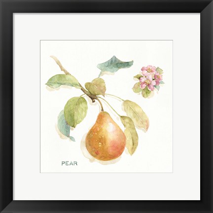 Framed Orchard Bloom II Print