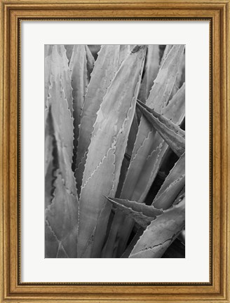 Framed Abstract Agava II Print