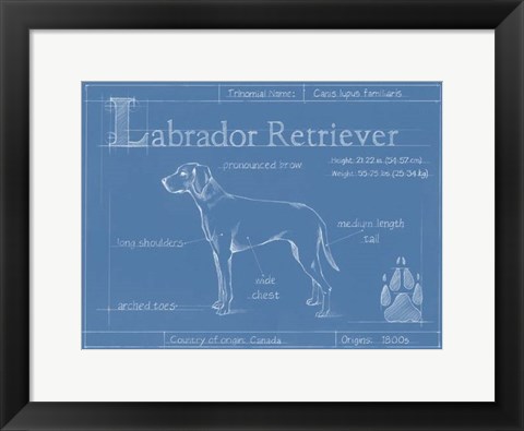 Framed Blueprint Labrador Retriever Print
