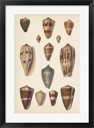 Framed Antique Cone Shells II Print
