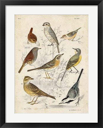 Framed Gathering of Birds I Print