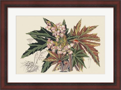 Framed Begonia Varieties I Print