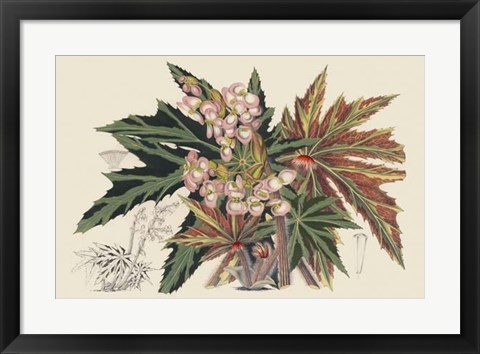 Framed Begonia Varieties I Print