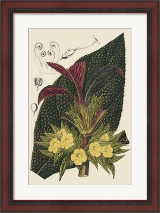 Framed Begonia Varieties II Print