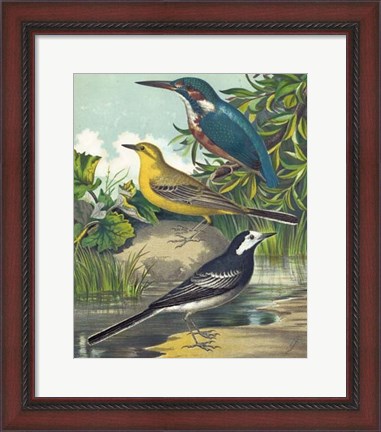 Framed King-fisher &amp; Wagtails Print