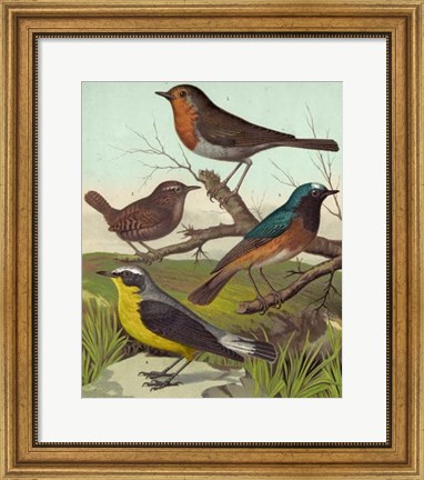 Framed Robin, Wren &amp; Redstart Print
