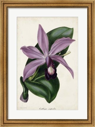 Framed Plum Orchid Print