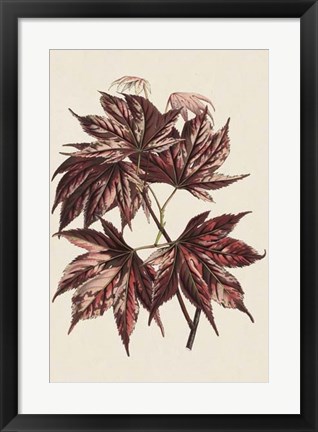 Framed Japanese Maple Leaves II Print