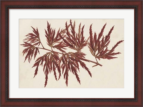 Framed Japanese Maple Leaves IV Print