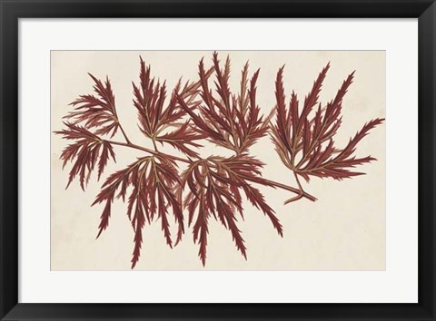 Framed Japanese Maple Leaves IV Print