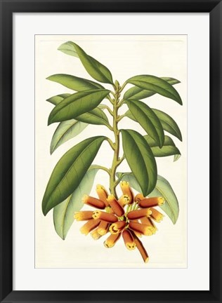 Framed Tropical Rhododendron I Print