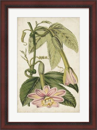 Framed Passion Flower Botanical Print