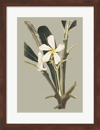Framed Botanical Cabinet IV Print