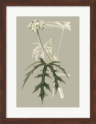 Framed Botanical Cabinet V Print