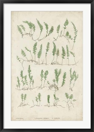 Framed Bradbury Ferns III Print