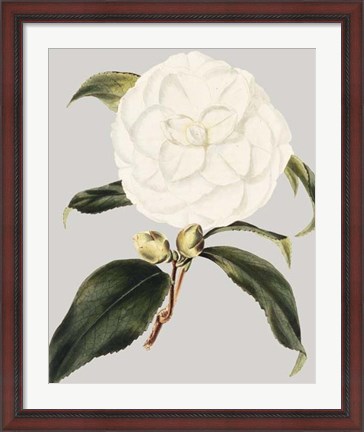 Framed Camellia Japonica I Print