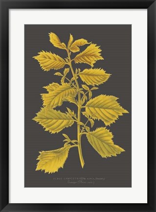Framed Trees &amp; Leaves V Print