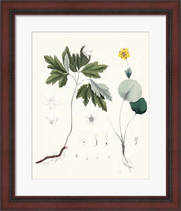 Framed Berge Botanicals III Print