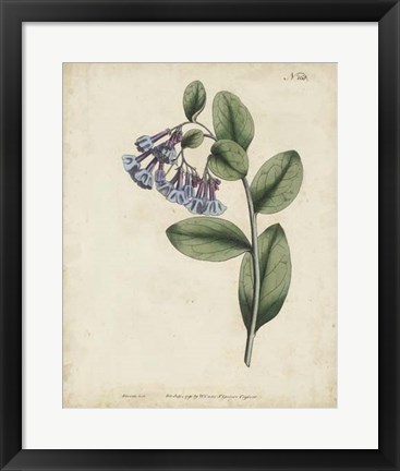 Framed Lavender Curtis Botanicals I Print